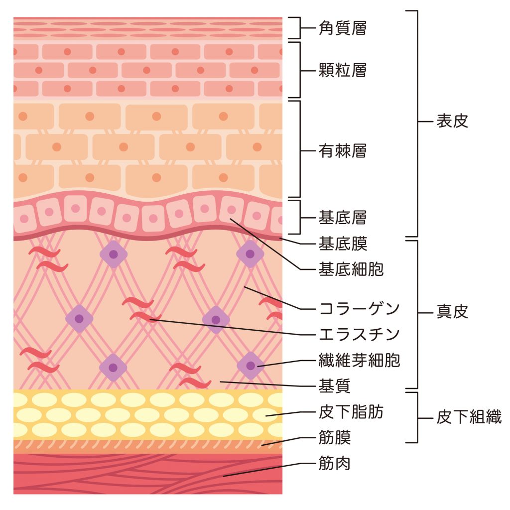 間違った筋トレは コリ や 痛み を増やす 筋 筋膜リリース はがし 講座開催 Gymspot ジムスポット